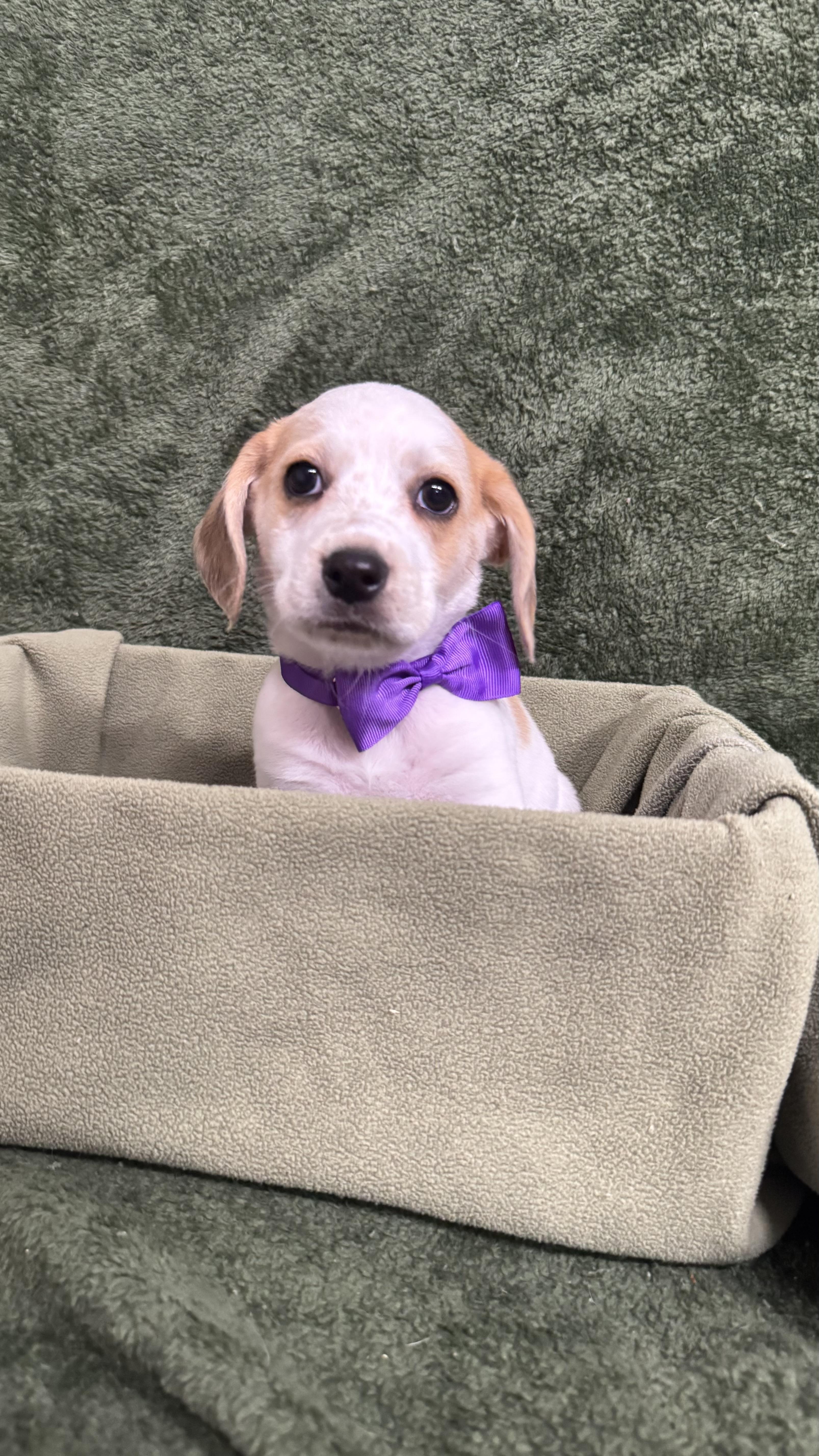 Becker, an adopted Beagle in Knoxville, TN image 3/4