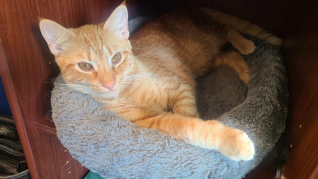 Enlarge Esa, a Adoptable Domestic Short Hair in Prosper, TX image 2/3