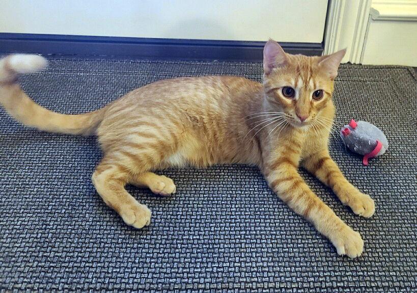 Enlarge Esa, a Adoptable Domestic Short Hair in Prosper, TX image 3/3