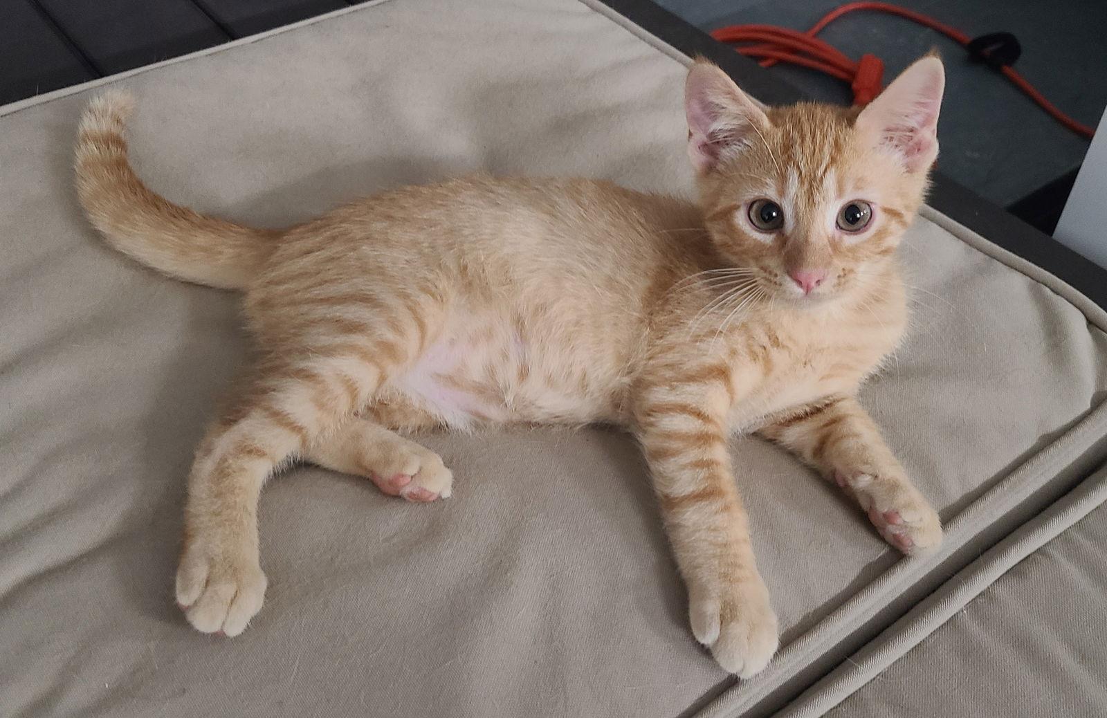 Enlarge Esa, a Adoptable Domestic Short Hair in Prosper, TX image 1/3