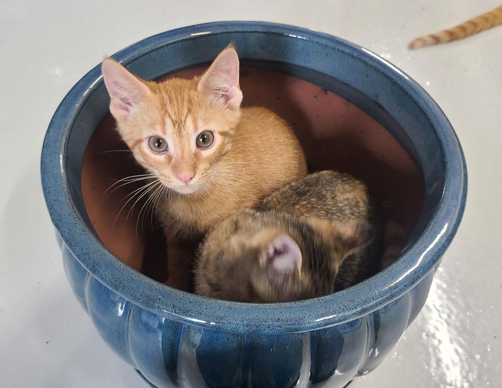 Enlarge Esa, a Adoptable Domestic Short Hair in Prosper, TX image 2/3