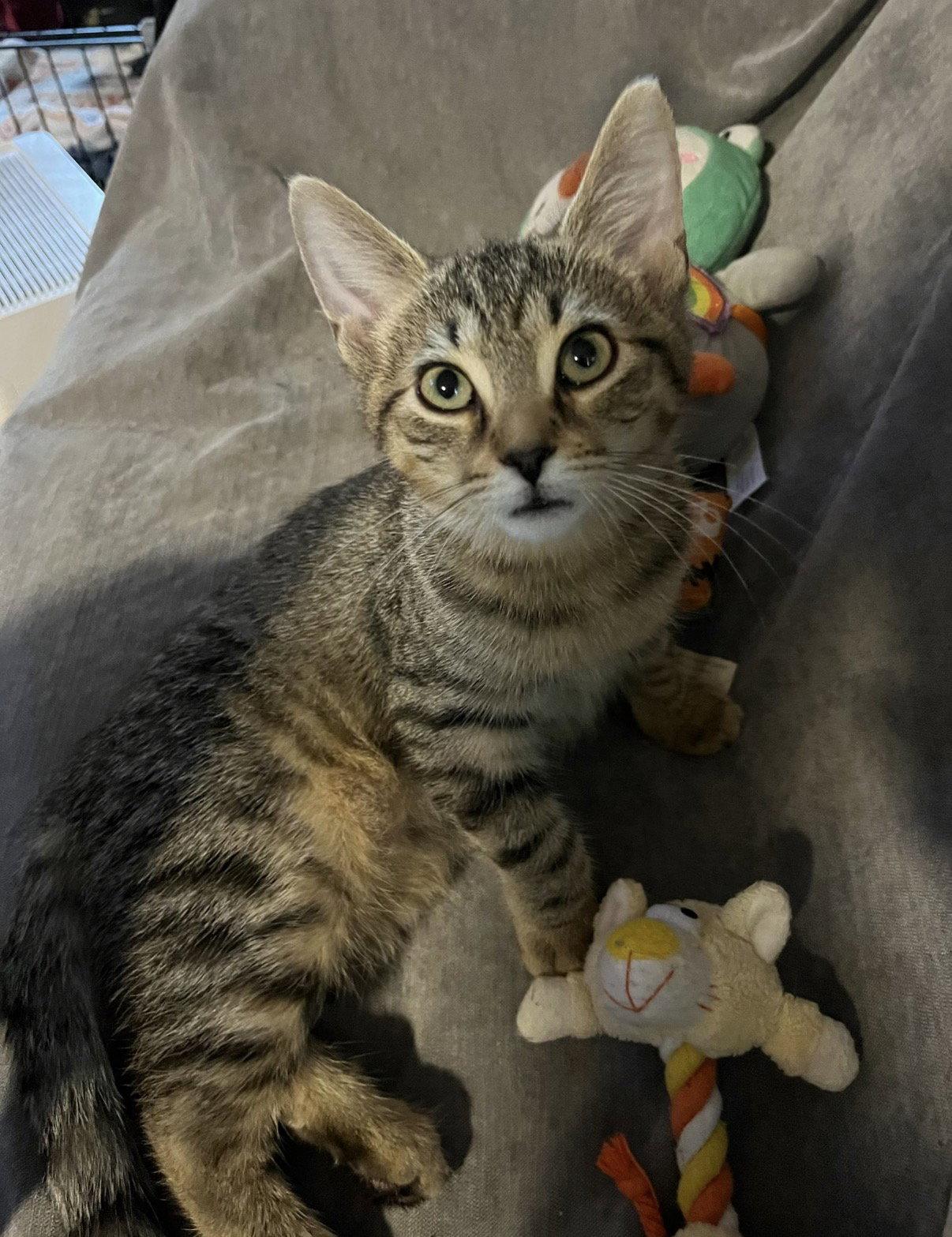 Ophelia, Adoptable, Kitten Female Domestic Short Hair.