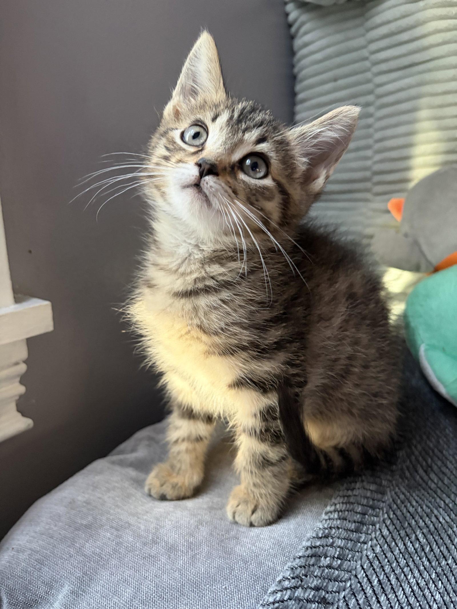 Ophelia, a Adoptable Domestic Short Hair in Rootstown, OH image 2/3