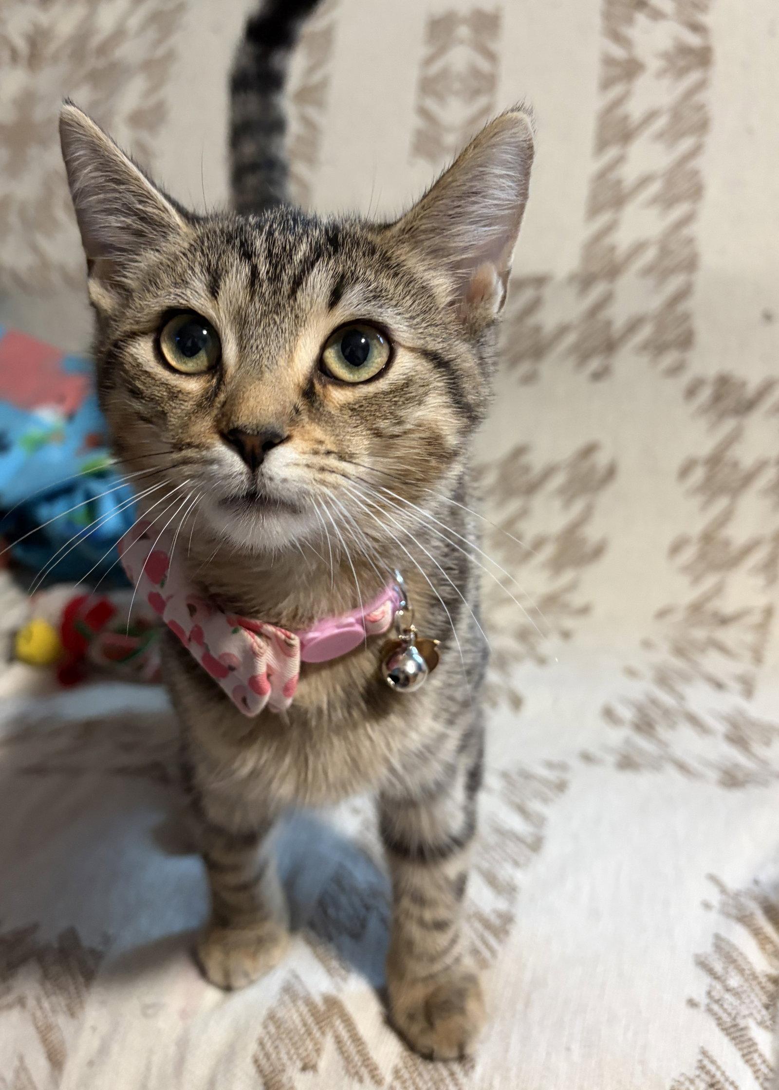 Ophelia, a Adoptable Domestic Short Hair in Rootstown, OH image 3/3