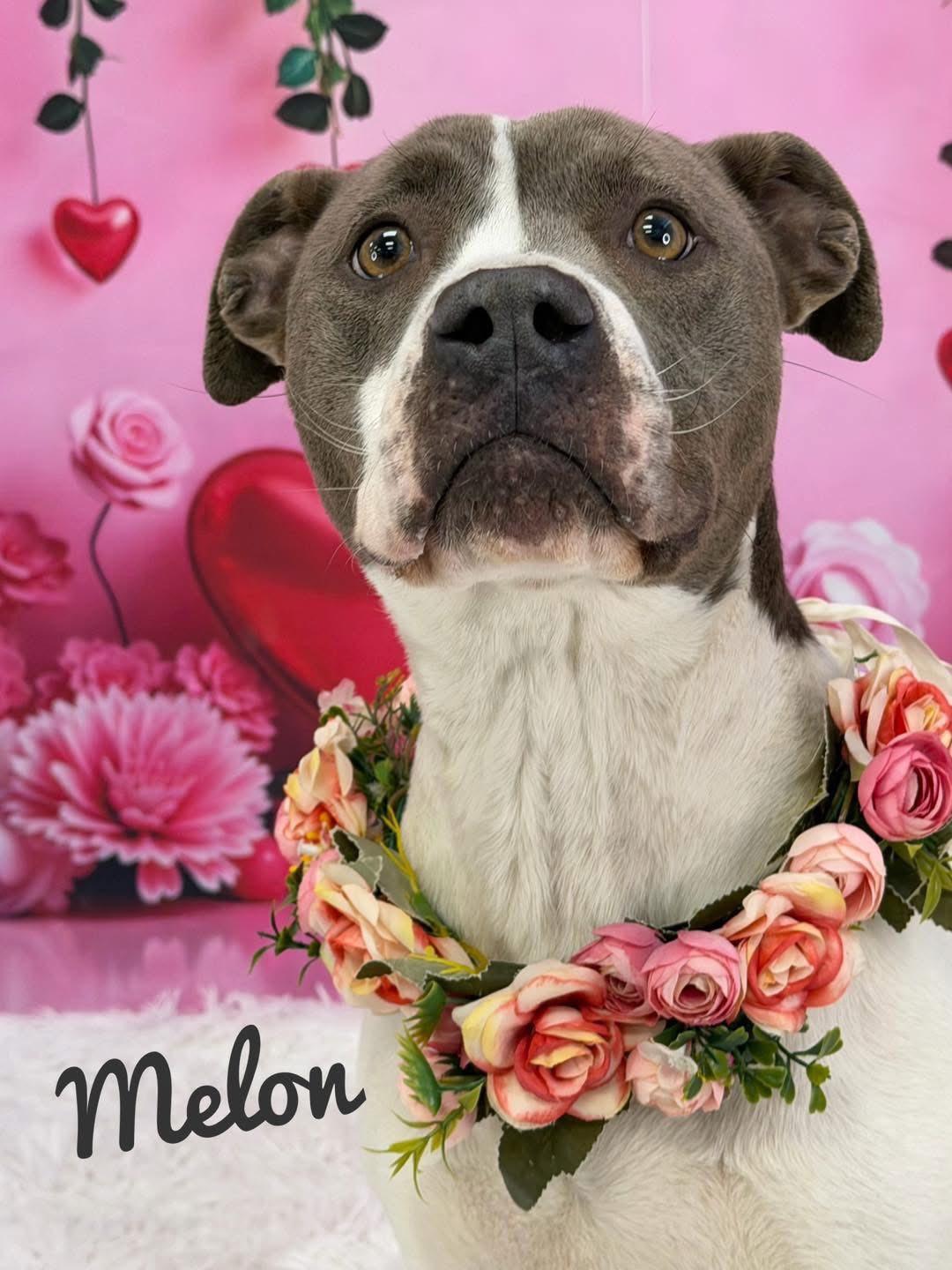 Enlarge Melon, a ADOPTABLE Mixed Breed in Flint, MI image 1/1