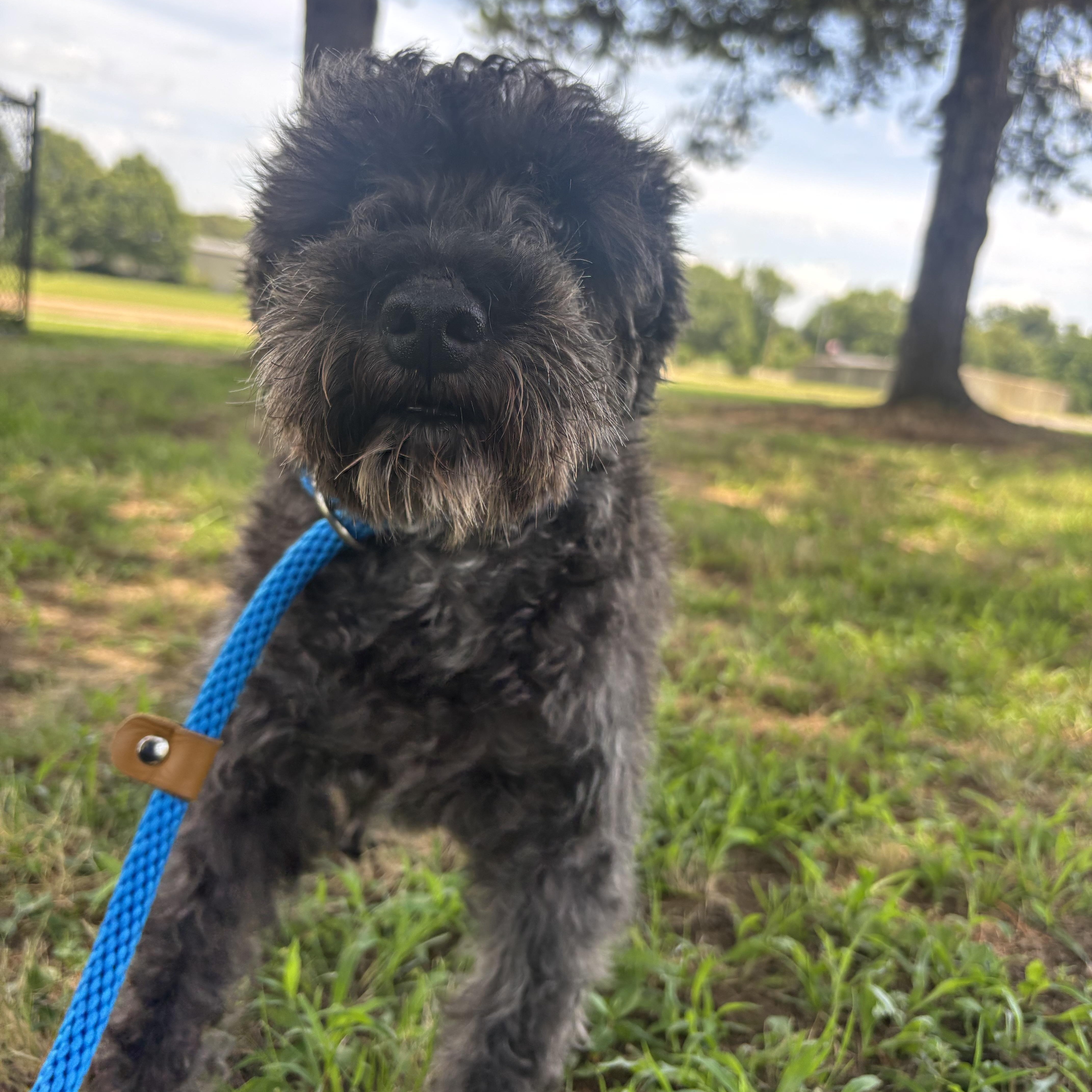 Jake, Adoptable, Adult Male Miniature Schnauzer.
