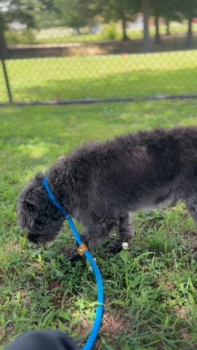 Enlarge Jake, a Adoptable mixed breed in Collierville, TN video 2/3