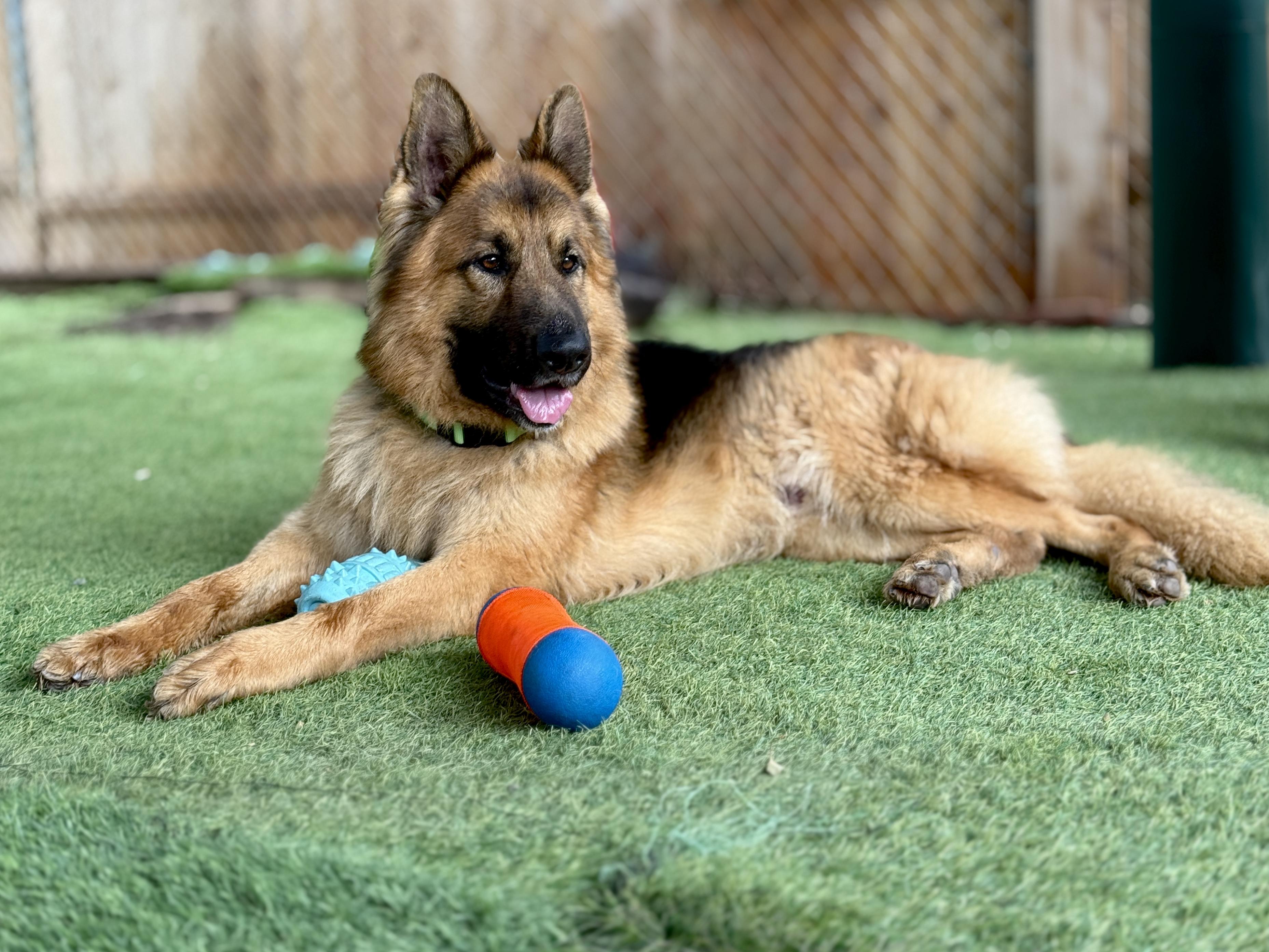 Enlarge Luke, an adopted German Shepherd Dog in San Diego, CA image 2/3