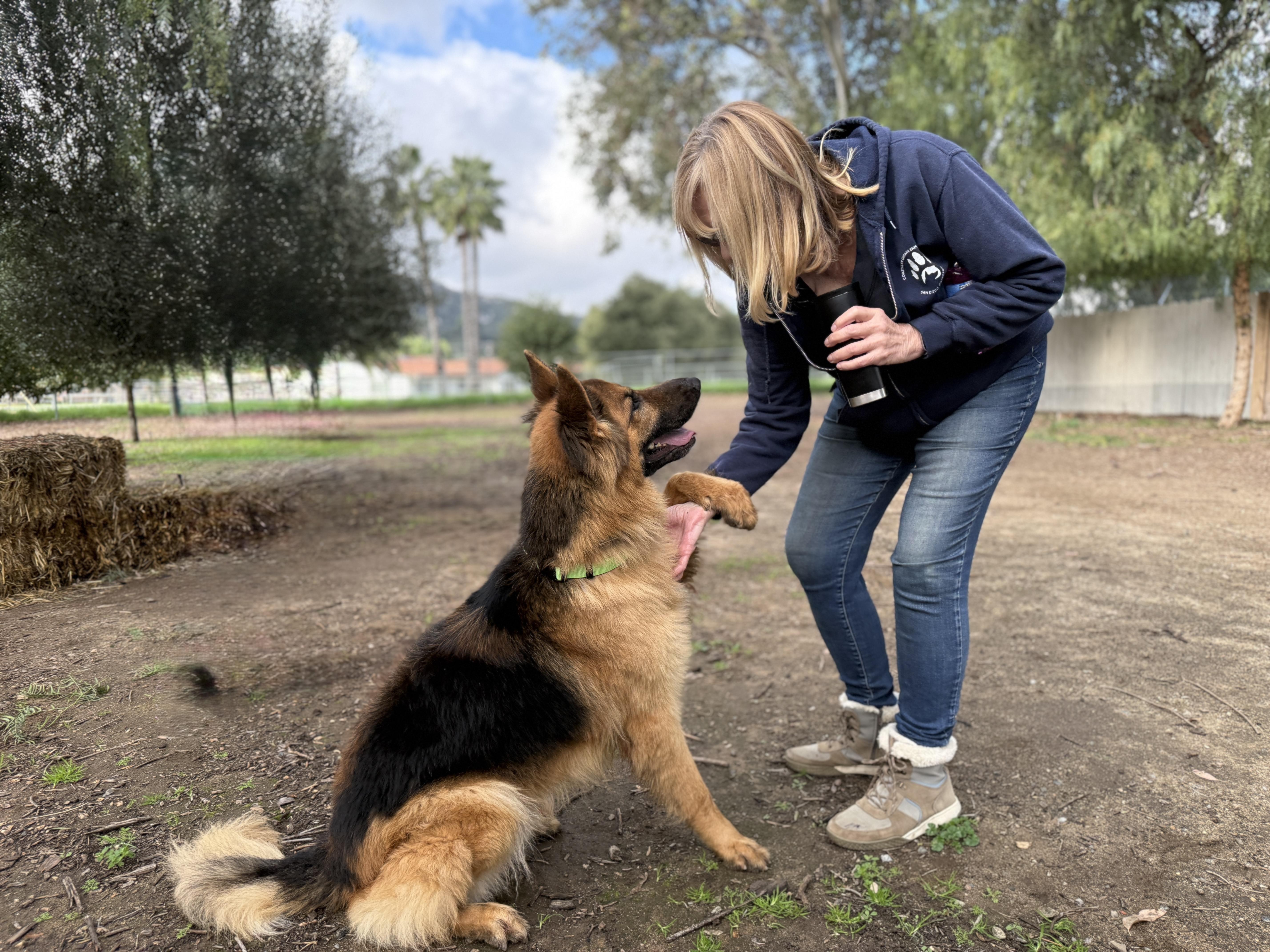 Enlarge Luke, an adopted German Shepherd Dog in San Diego, CA image 3/3