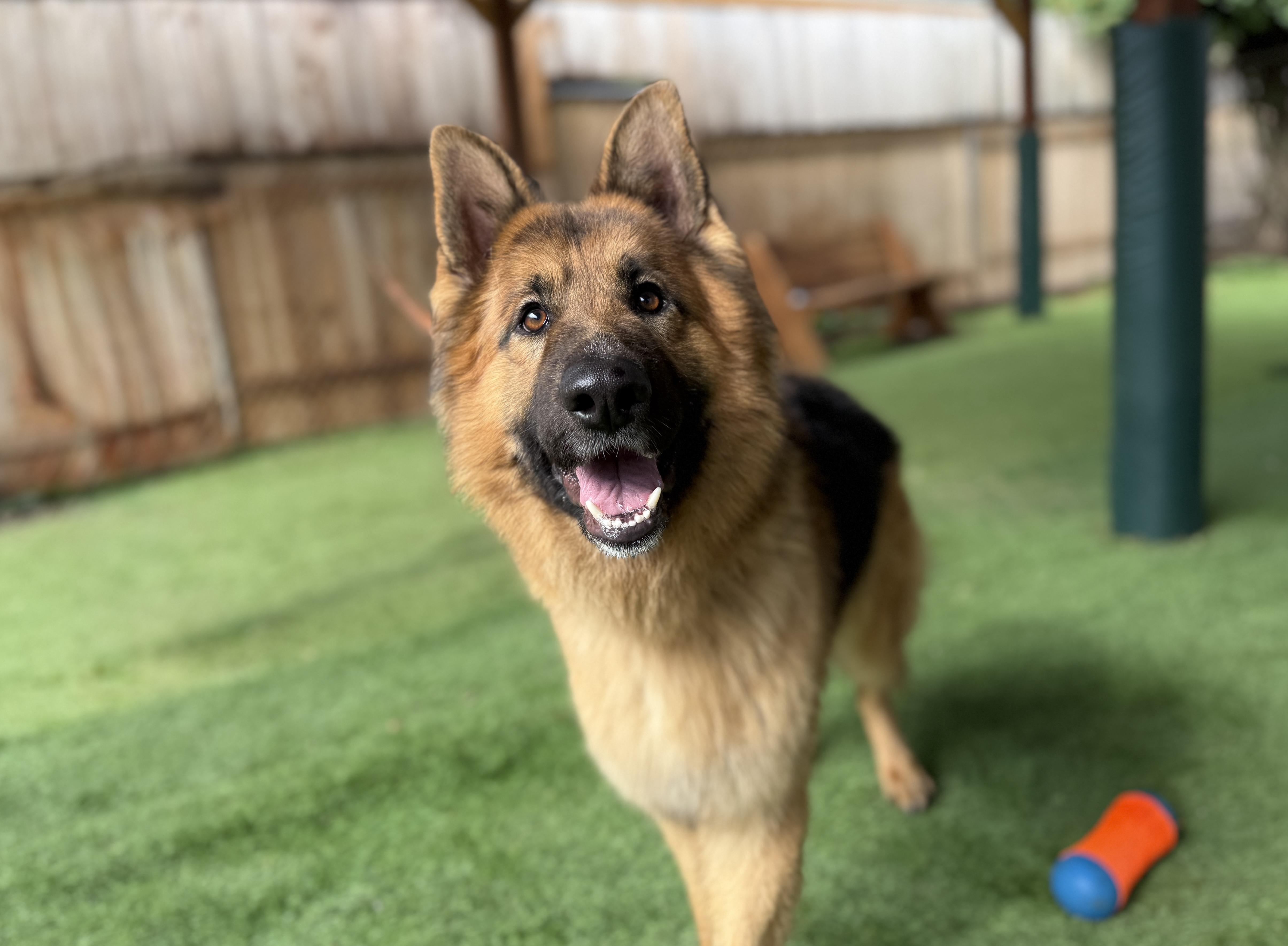 Enlarge Luke, an adopted German Shepherd Dog in San Diego, CA image 1/3