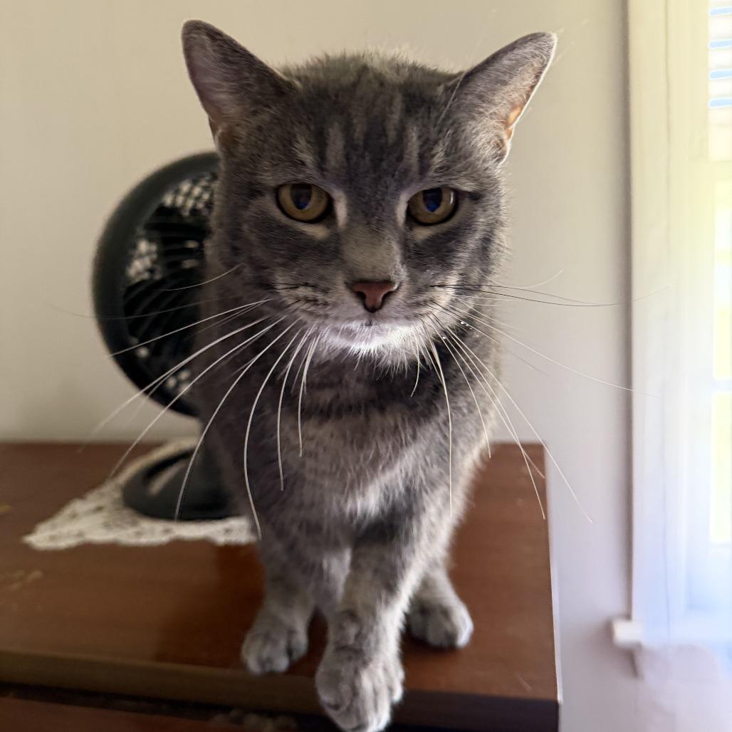 Leo, Adoptable, Senior Male Domestic Medium Hair.