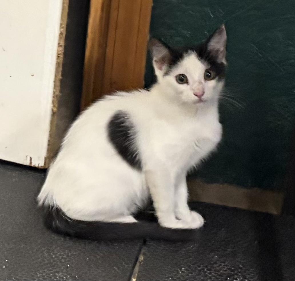 Oreo, a ADOPTABLE Domestic Short Hair in Melbourne, AR image 5/5