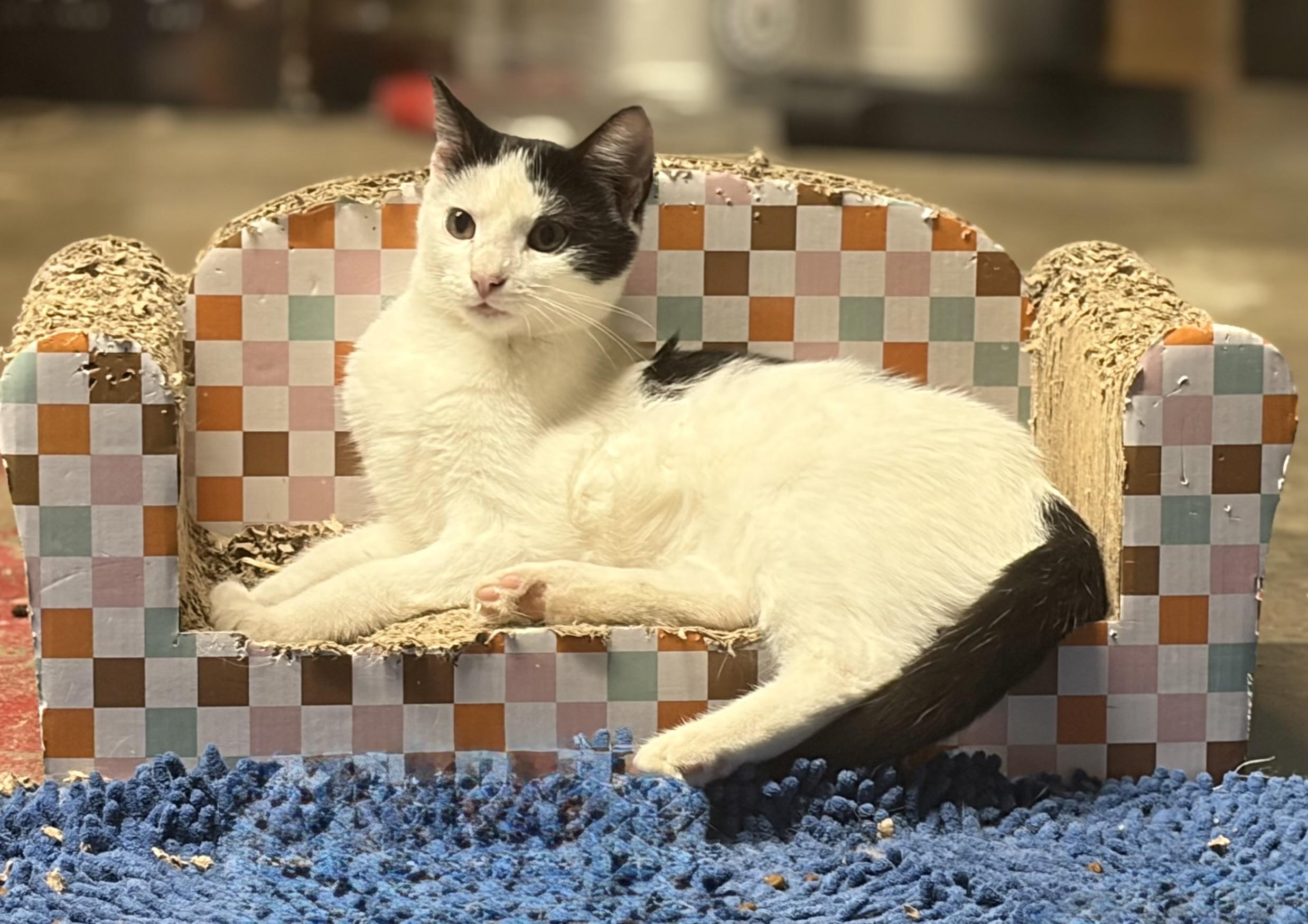 Oreo, a ADOPTABLE Domestic Short Hair in Melbourne, AR image 4/5