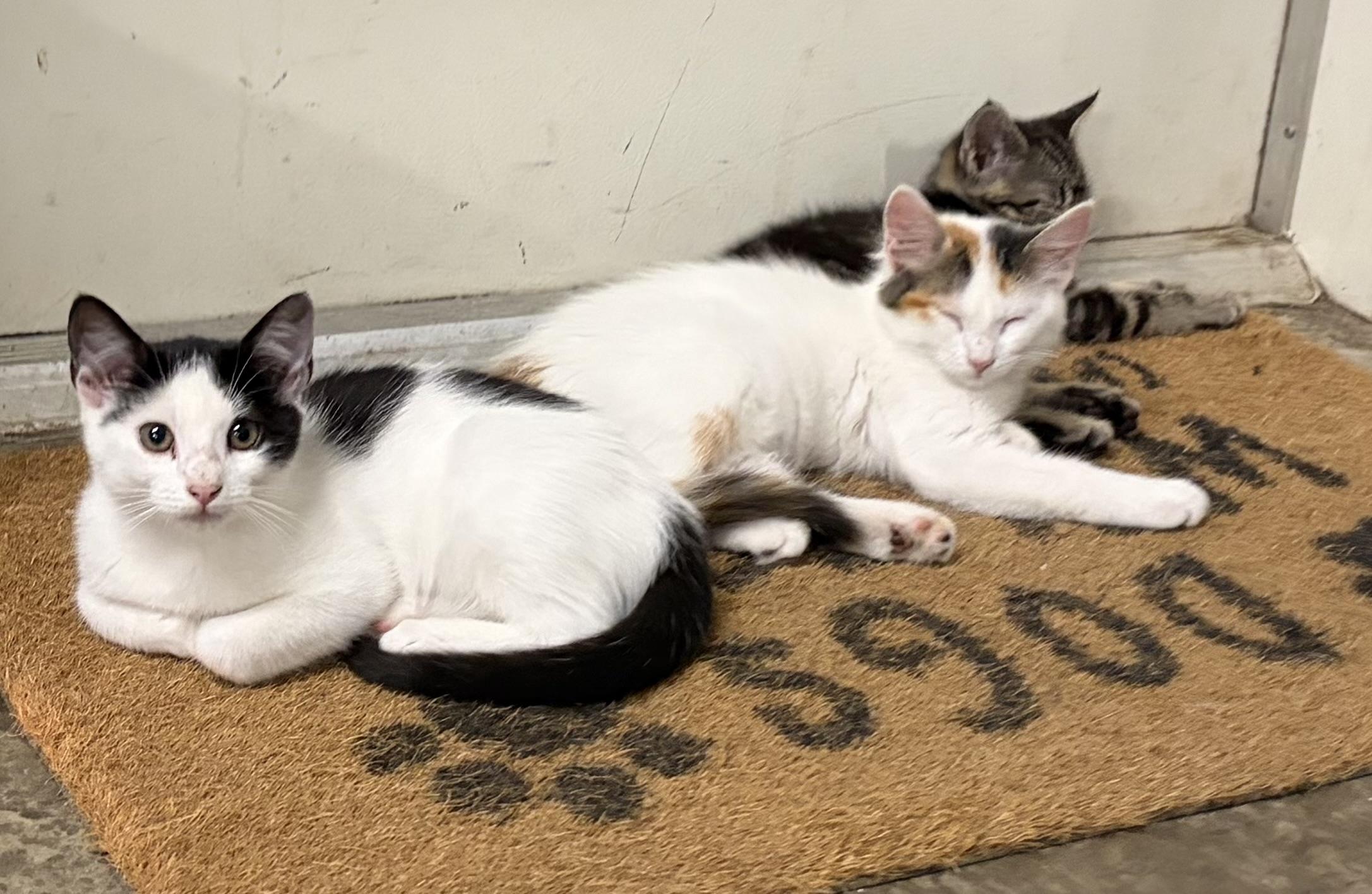 Oreo, a ADOPTABLE Domestic Short Hair in Melbourne, AR image 3/5