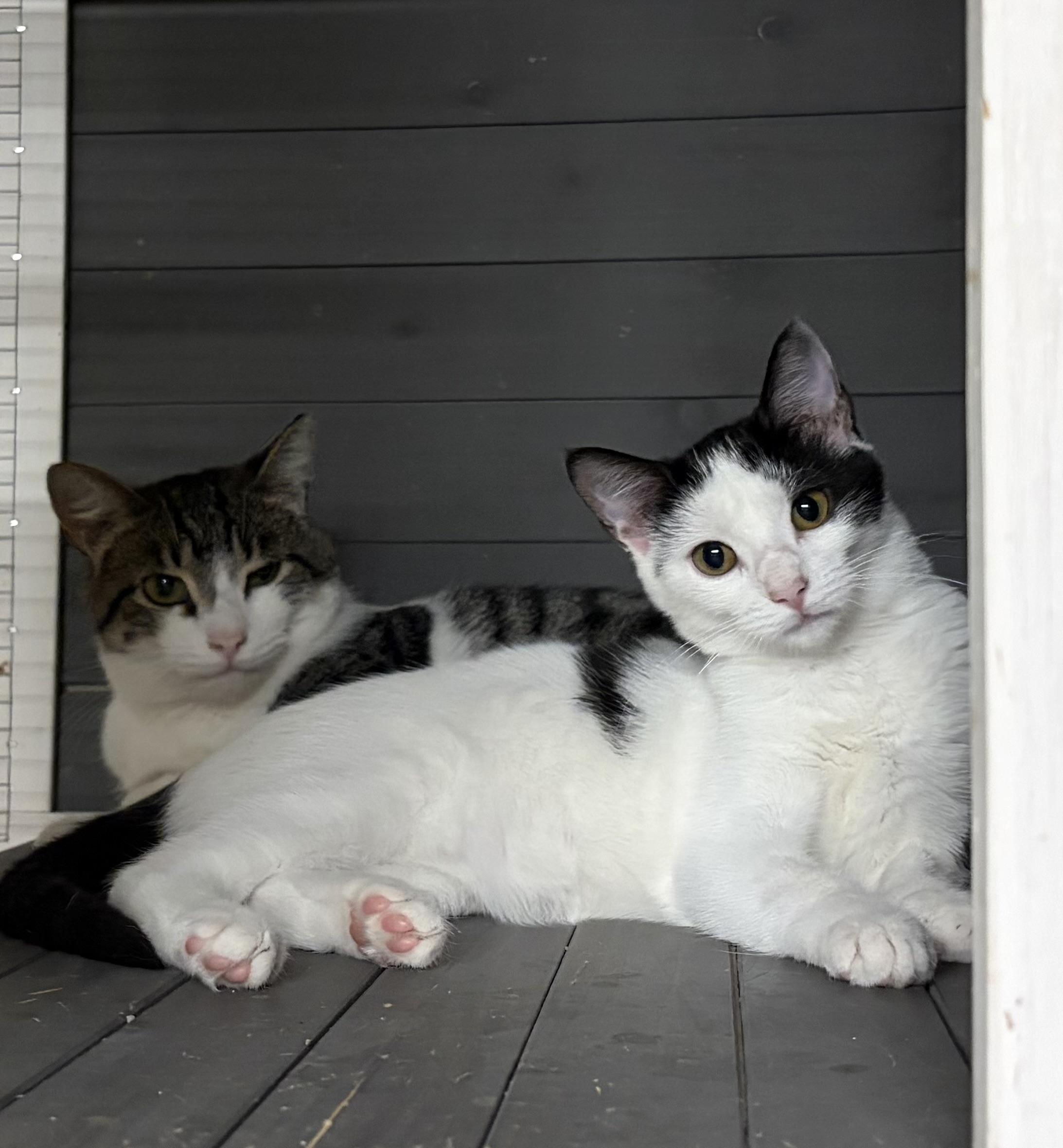 Oreo, a ADOPTABLE Domestic Short Hair in Melbourne, AR image 2/5