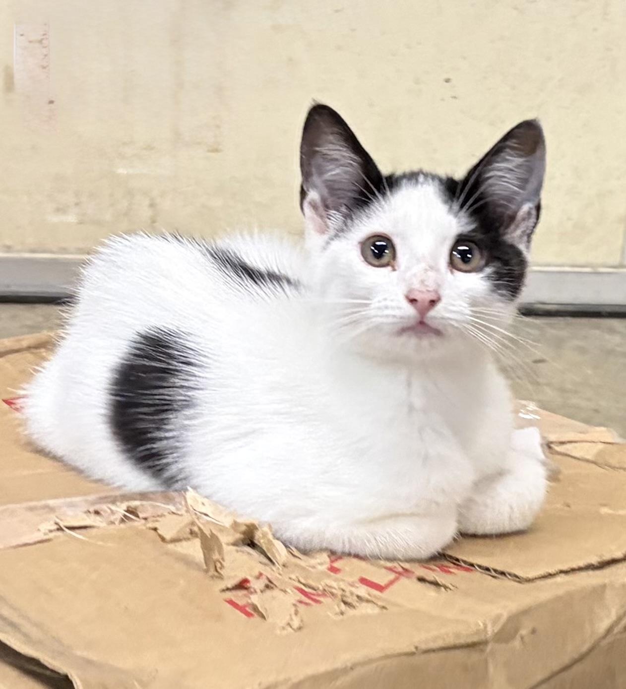 Oreo, a ADOPTABLE Domestic Short Hair in Melbourne, AR image 1/5