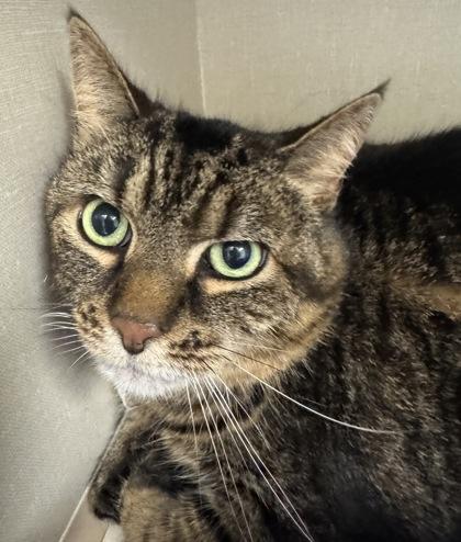 Stella, Adoptable, Adult Female Domestic Short Hair & Domestic Short Hair.