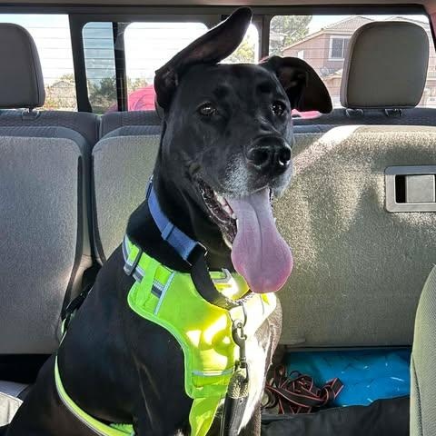 Enlarge Jett, an adopted mixed breed in Mesa, AZ image 6/6