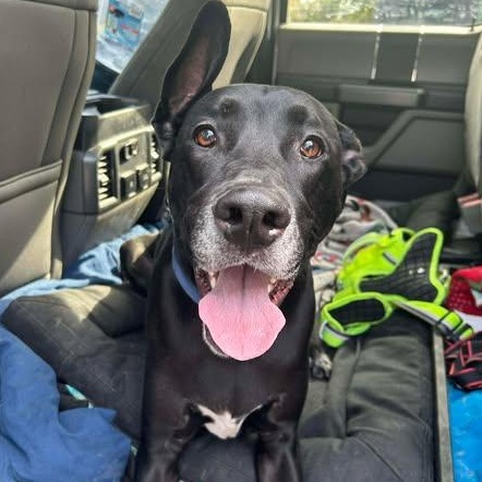 Enlarge Jett, an adopted mixed breed in Mesa, AZ image 3/6