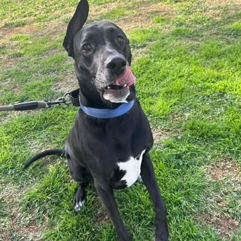 Jett, ADOPTABLE, Adult Male Shepherd & Pit Bull Terrier.