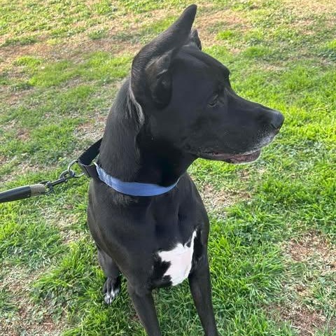 Enlarge Jett, an adopted mixed breed in Mesa, AZ image 4/6