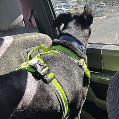 Enlarge Jett, an adopted mixed breed in Mesa, AZ image 5/6