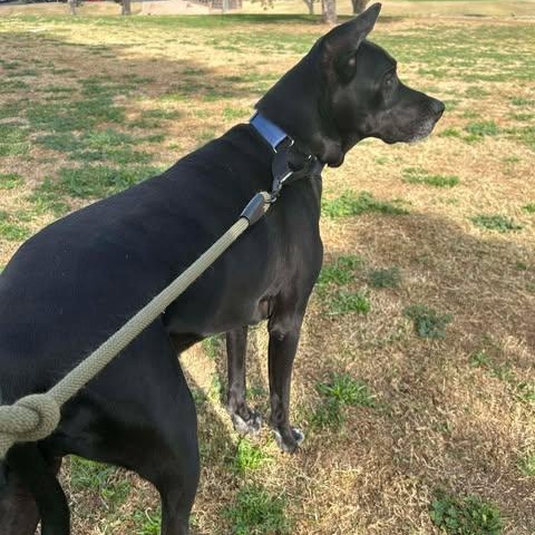 Enlarge Jett, an adopted mixed breed in Mesa, AZ image 2/6