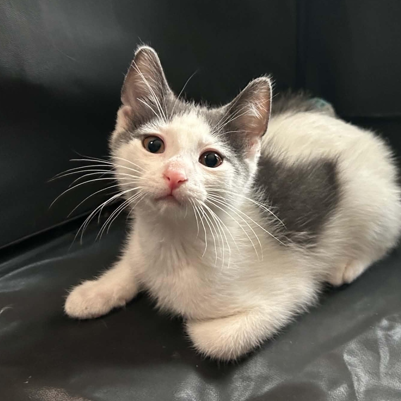 Kewpie, a Adoptable Domestic Short Hair in Livonia, MI image 2/6