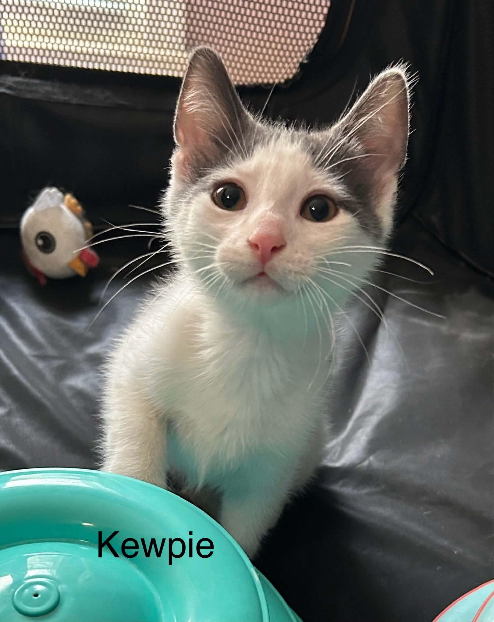 Kewpie, a Adoptable Domestic Short Hair in Livonia, MI image 3/6