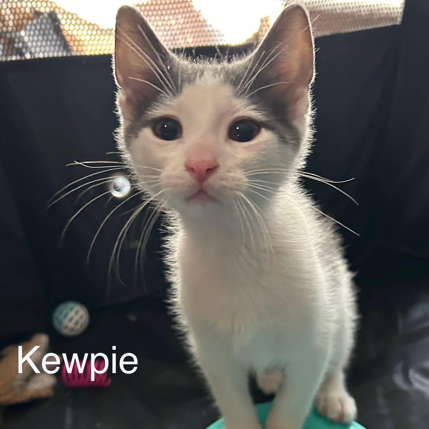 Kewpie, a Adoptable Domestic Short Hair in Livonia, MI image 1/6