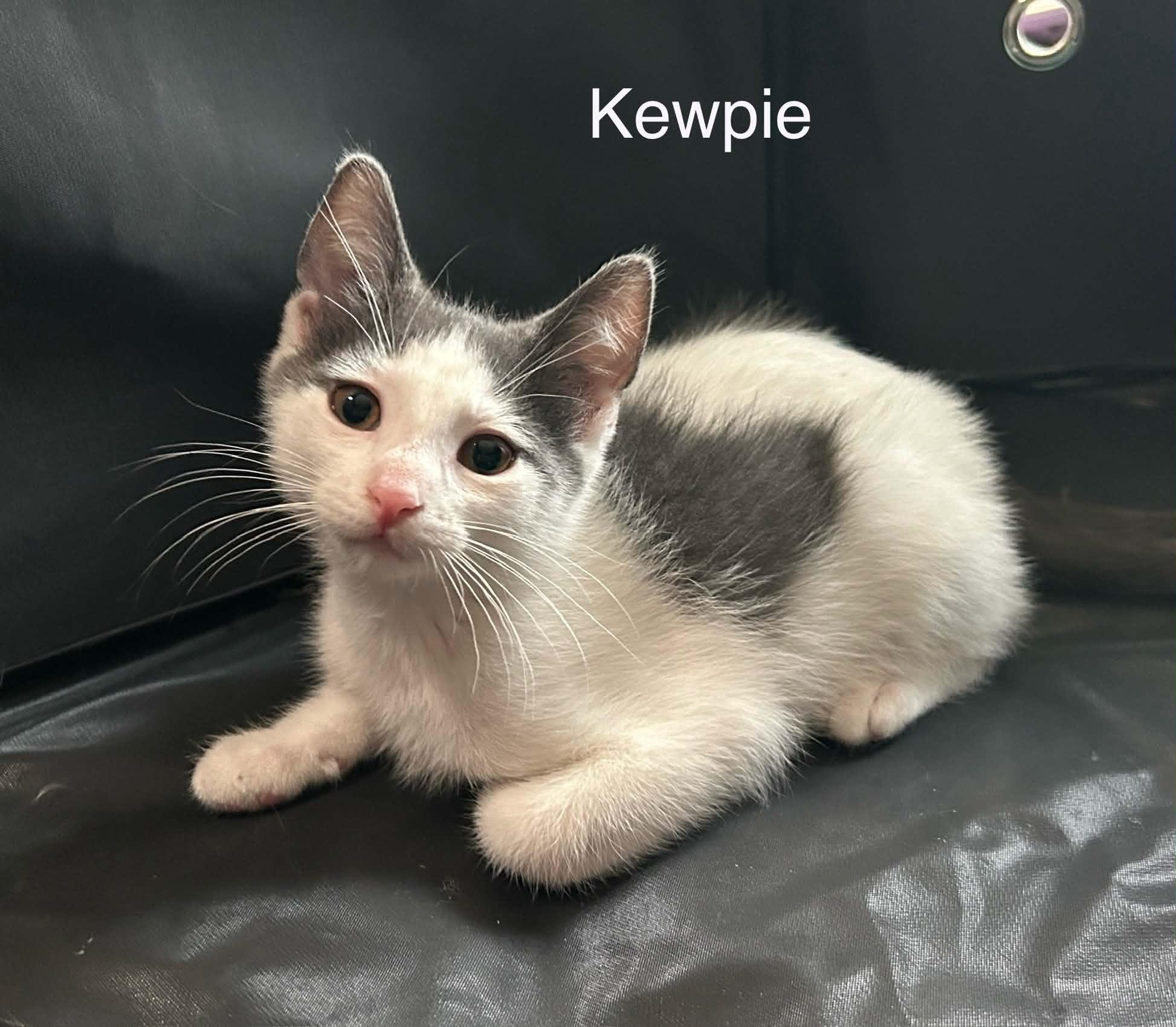 Kewpie, a Adoptable Domestic Short Hair in Livonia, MI image 4/6