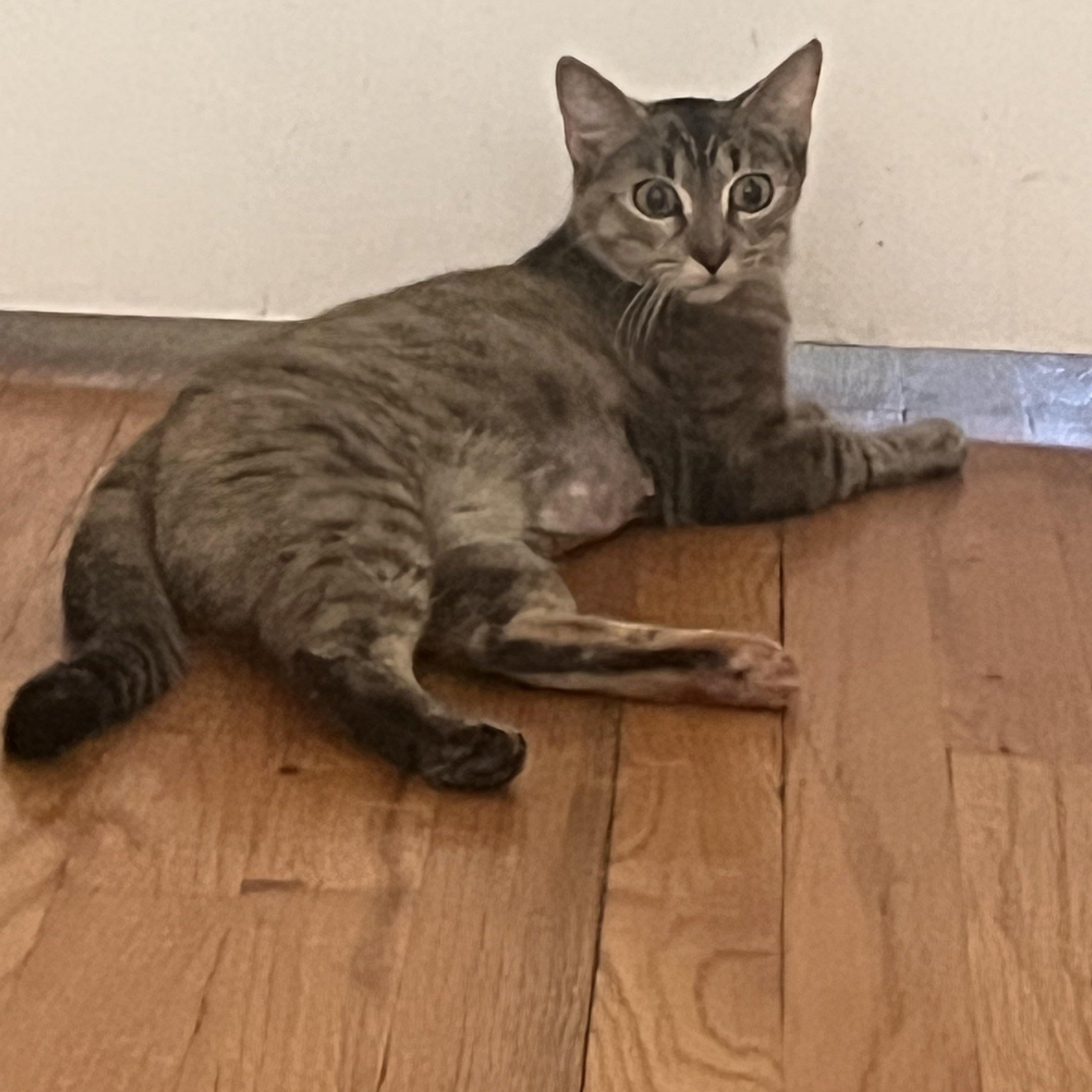 Luna, Adoptable, Adult Female Domestic Short Hair.