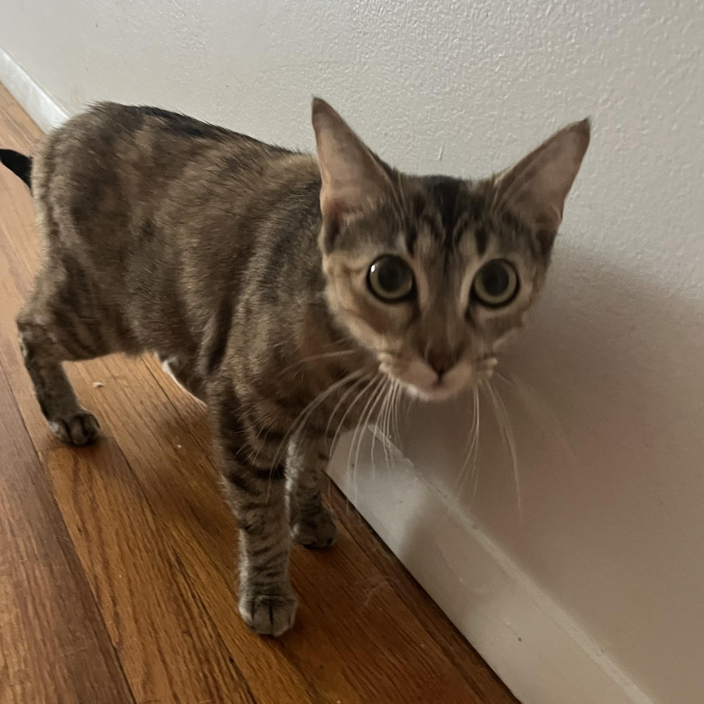 Enlarge Luna, a Adoptable Domestic Short Hair in Sussex, NJ image 3/4