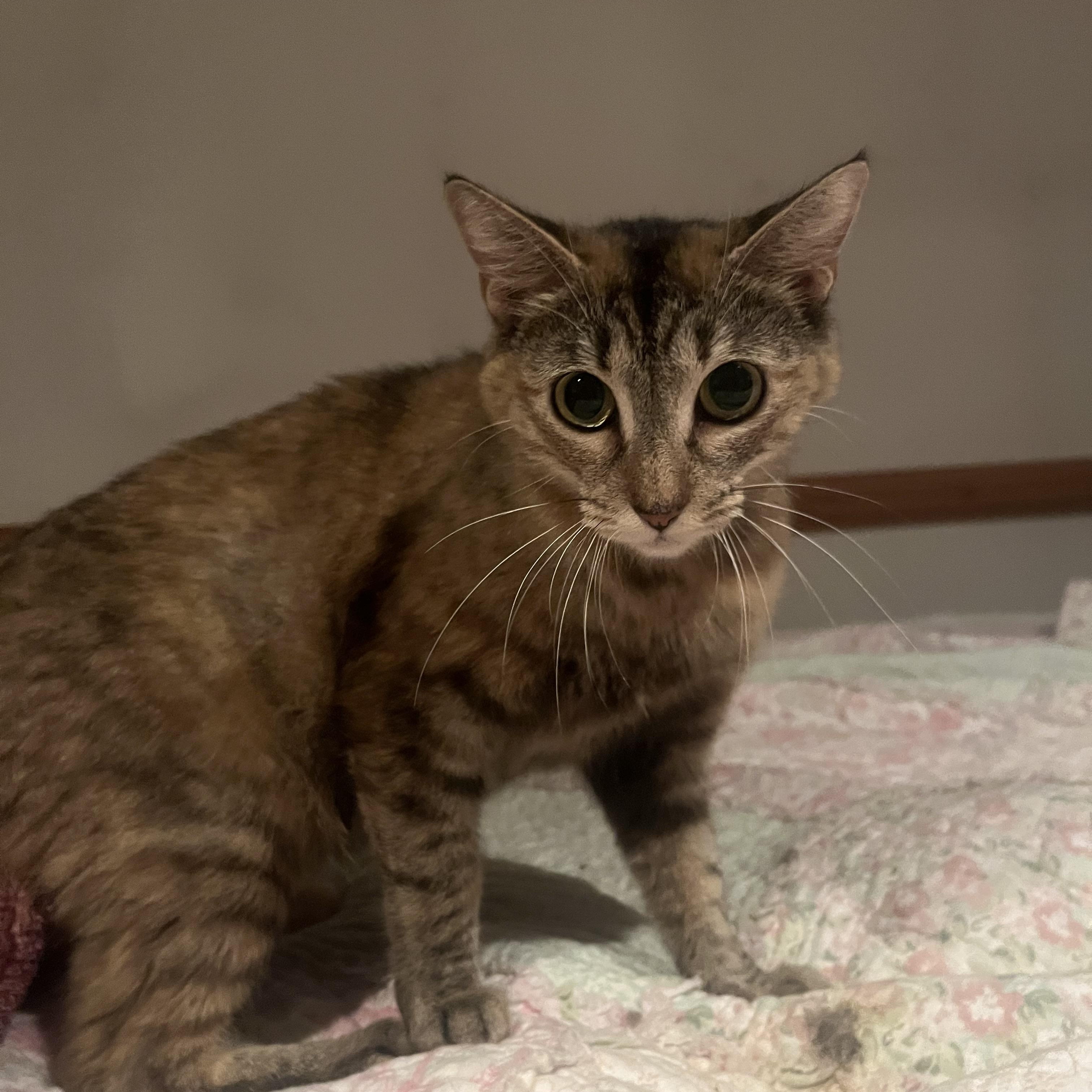 Enlarge Luna, a Adoptable Domestic Short Hair in Sussex, NJ image 4/4