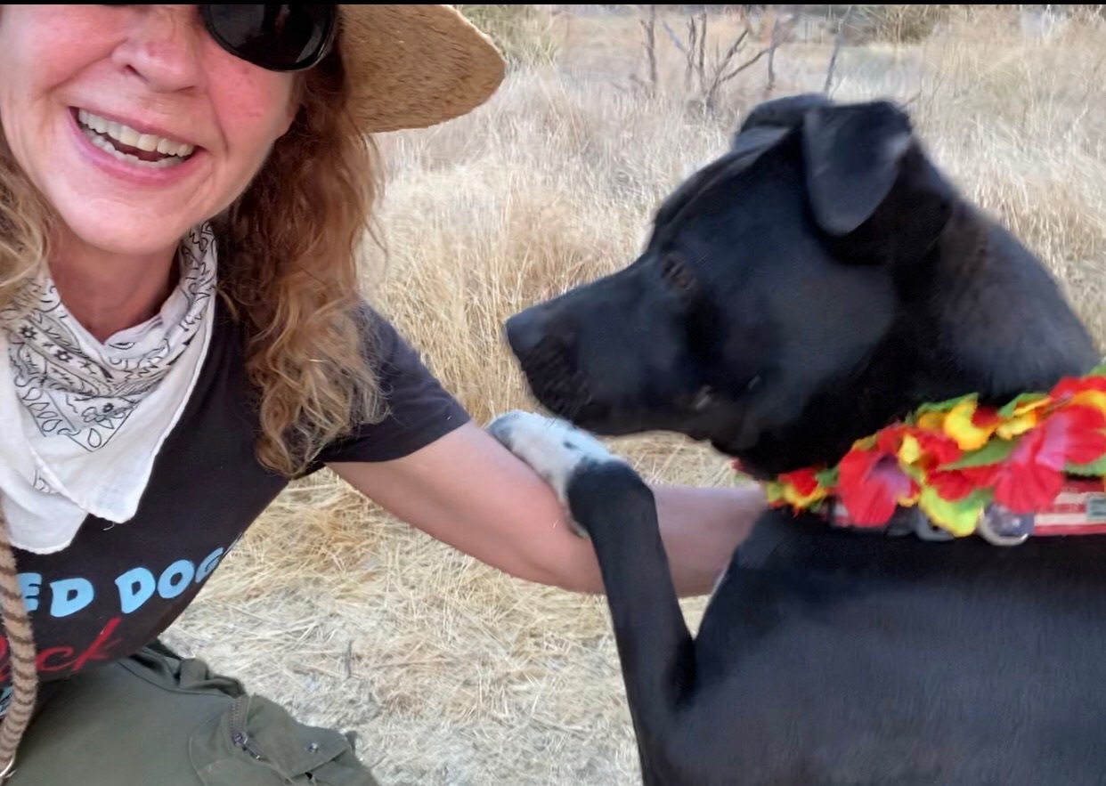 Finnegan Awesome Boy, a Adoptable mixed breed in Acton, CA image 1/10