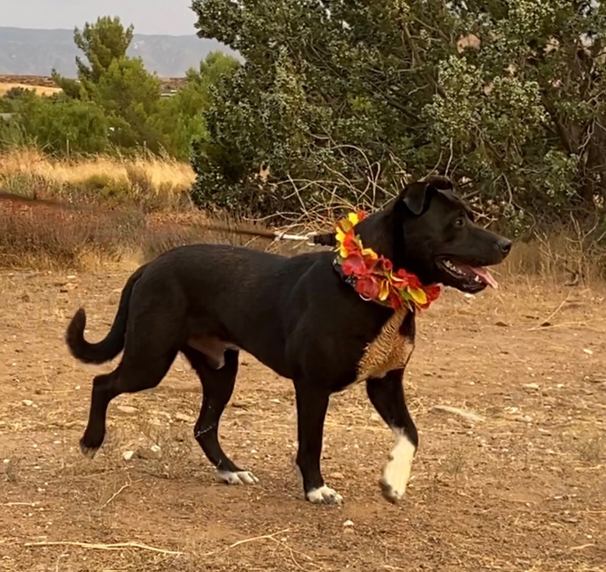 Finnegan Awesome Boy, a Adoptable mixed breed in Acton, CA image 2/10