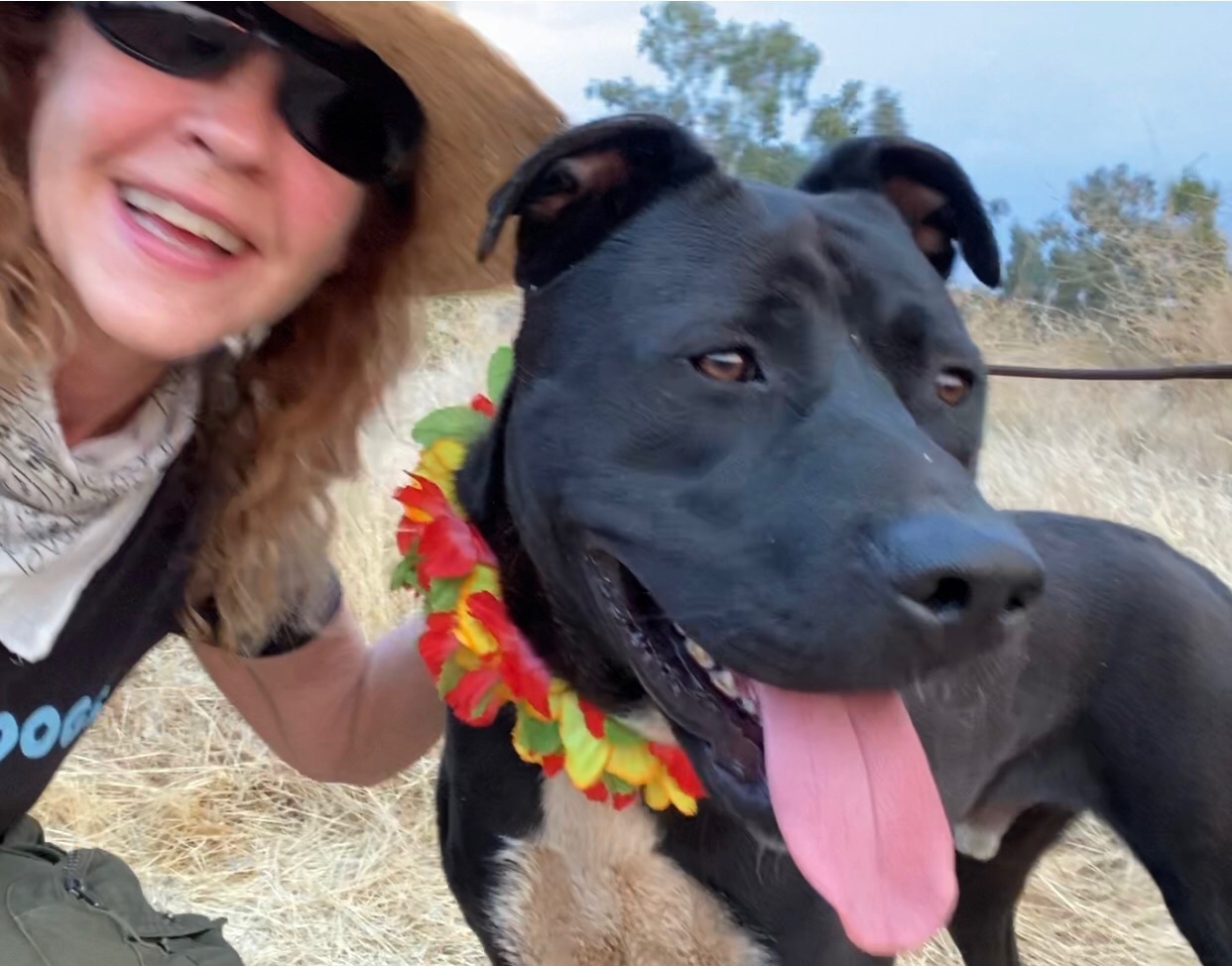 Finnegan Awesome Boy, a Adoptable mixed breed in Acton, CA image 3/10