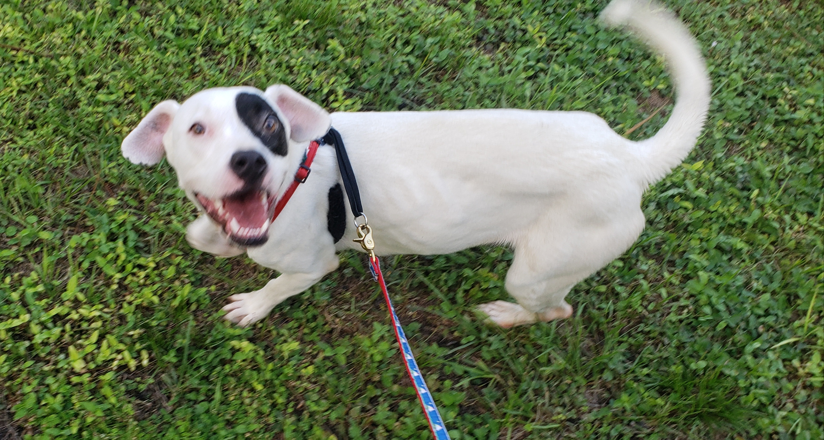 Moyo. Please read in full first, Adoptable, Adult Female Boxer & Terrier.