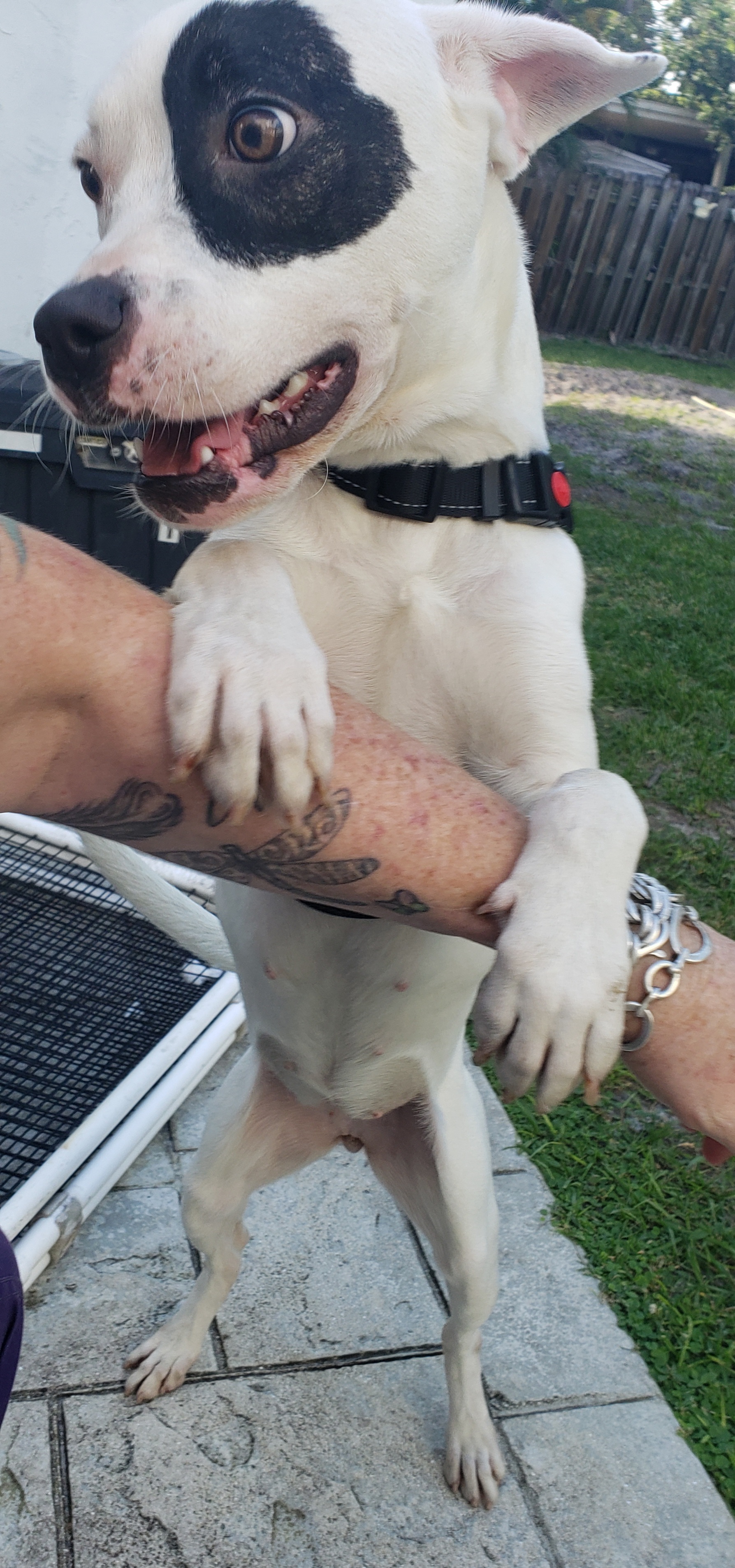 Enlarge Moyo. Please read in full first, a Adoptable mixed breed in West Palm Beach, FL image 2/12