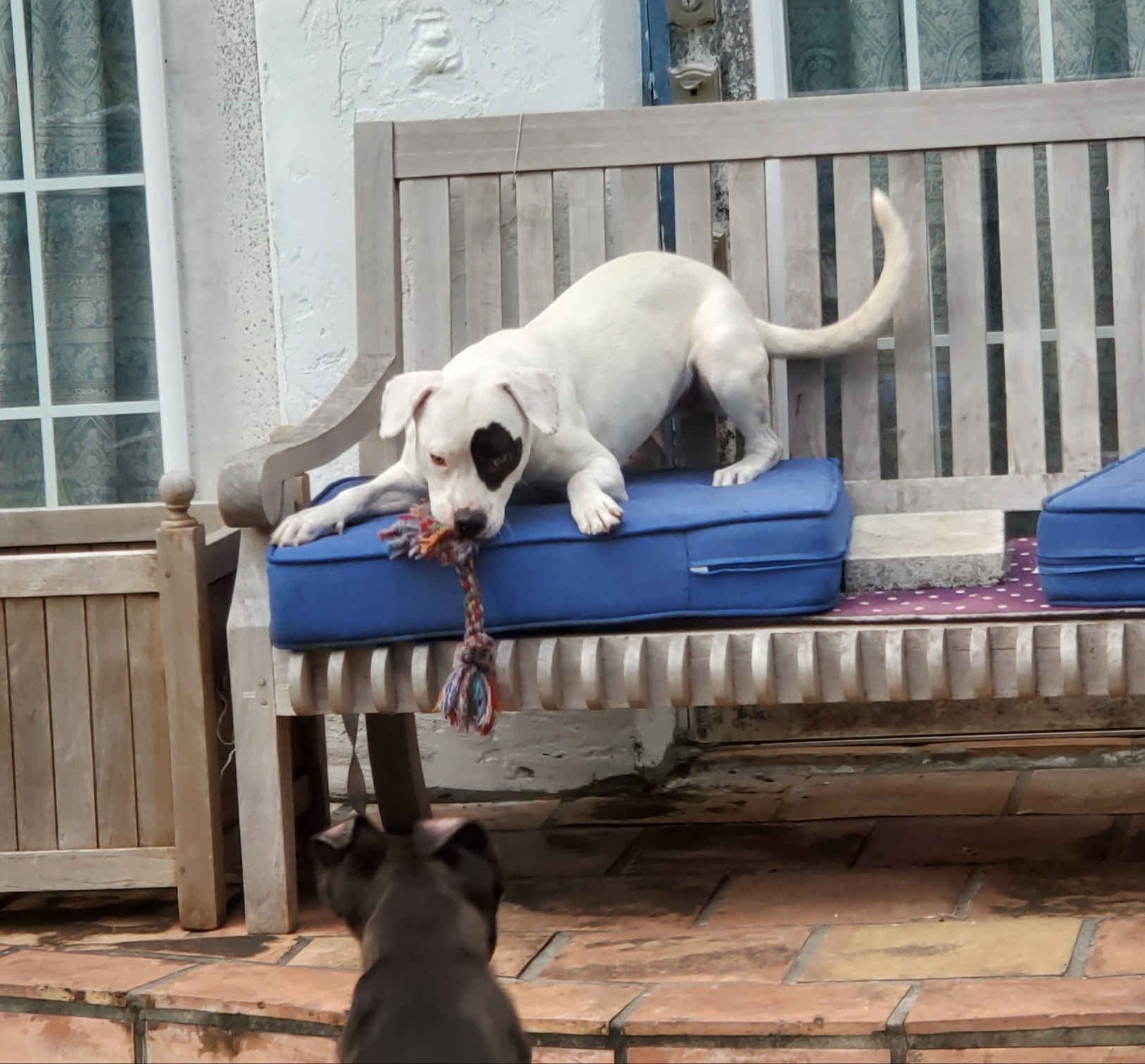 Enlarge Moyo. Please read in full first, a Adoptable mixed breed in West Palm Beach, FL image 3/12