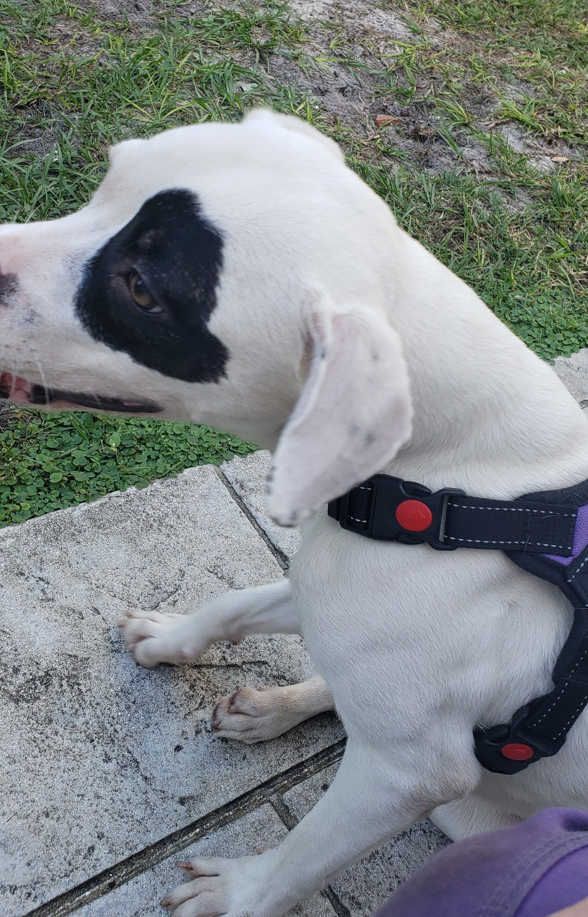 Enlarge Moyo. Please read in full first, a Adoptable mixed breed in West Palm Beach, FL image 4/12