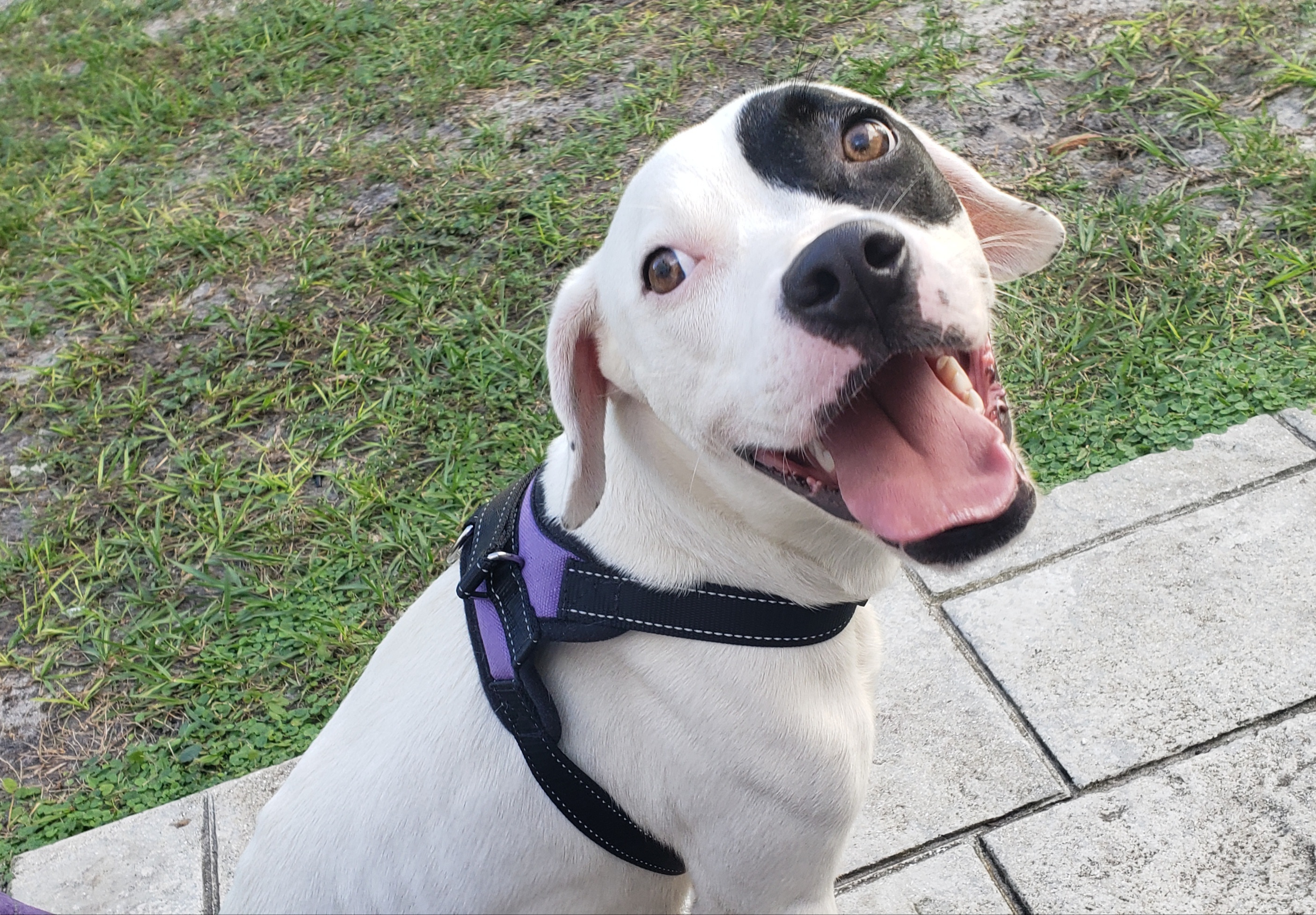 Enlarge Moyo. Please read in full first, a Adoptable mixed breed in West Palm Beach, FL image 5/12