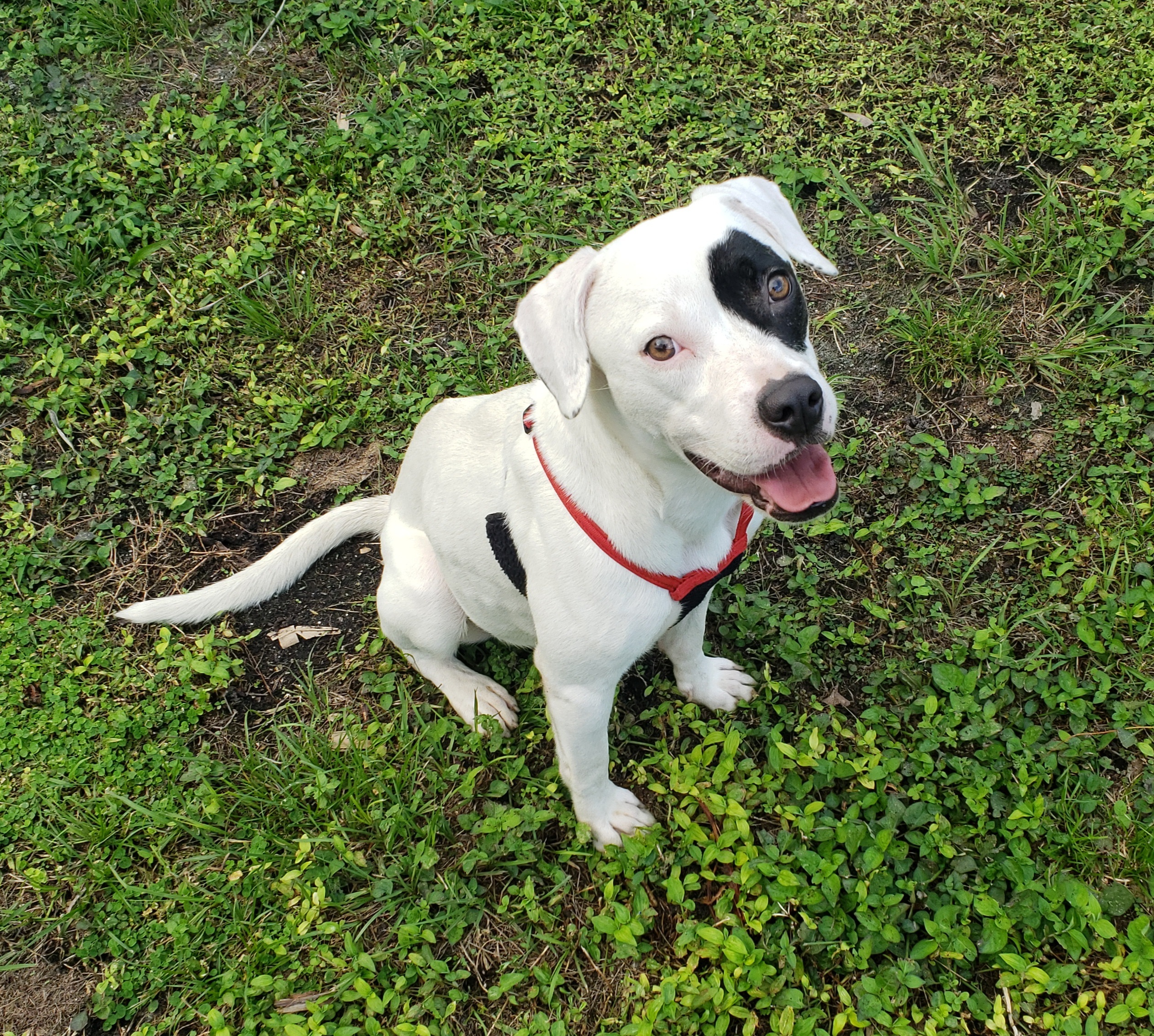 Enlarge Moyo. Please read in full first, a Adoptable mixed breed in West Palm Beach, FL image 6/12