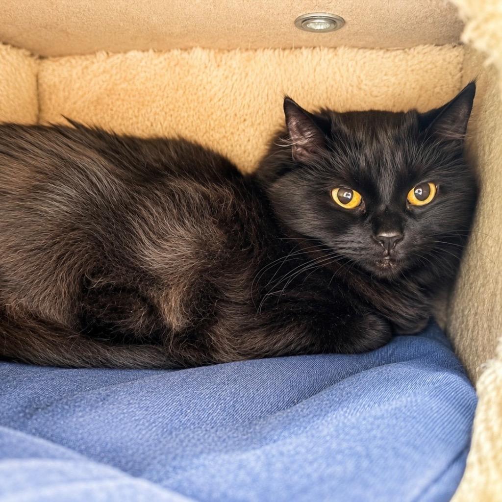 Chloe, Adoptable, Senior Female Domestic Medium Hair.