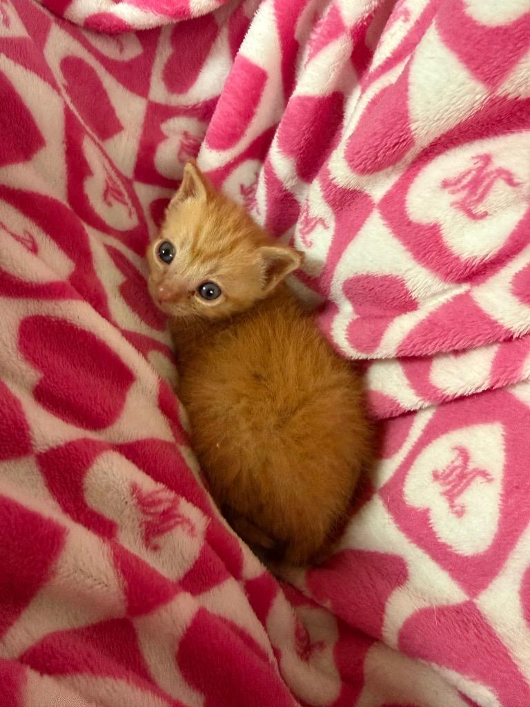 *Catniss Everclean, Adoptable, Kitten Male Domestic Short Hair.