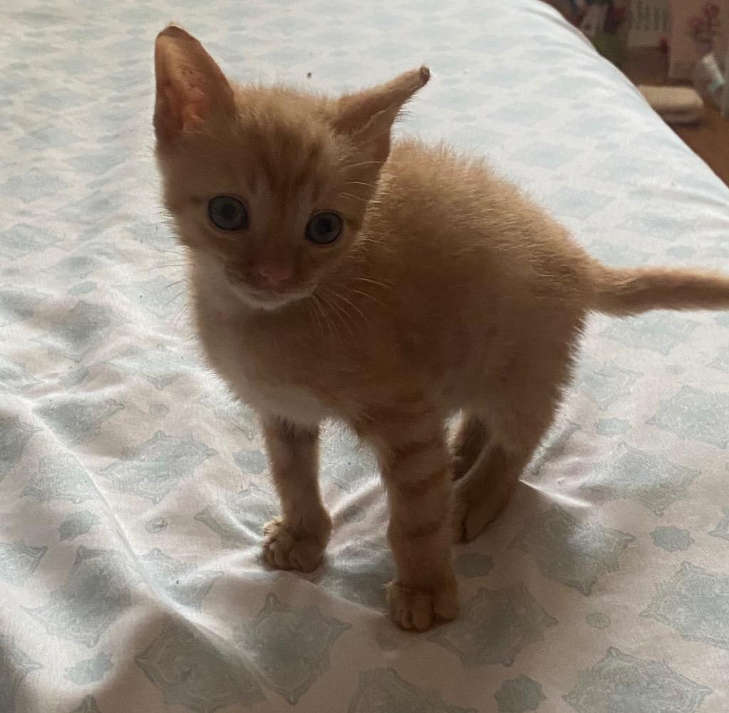 Enlarge *Catniss Everclean, a Adoptable mixed breed in Newnan, GA image 2/3