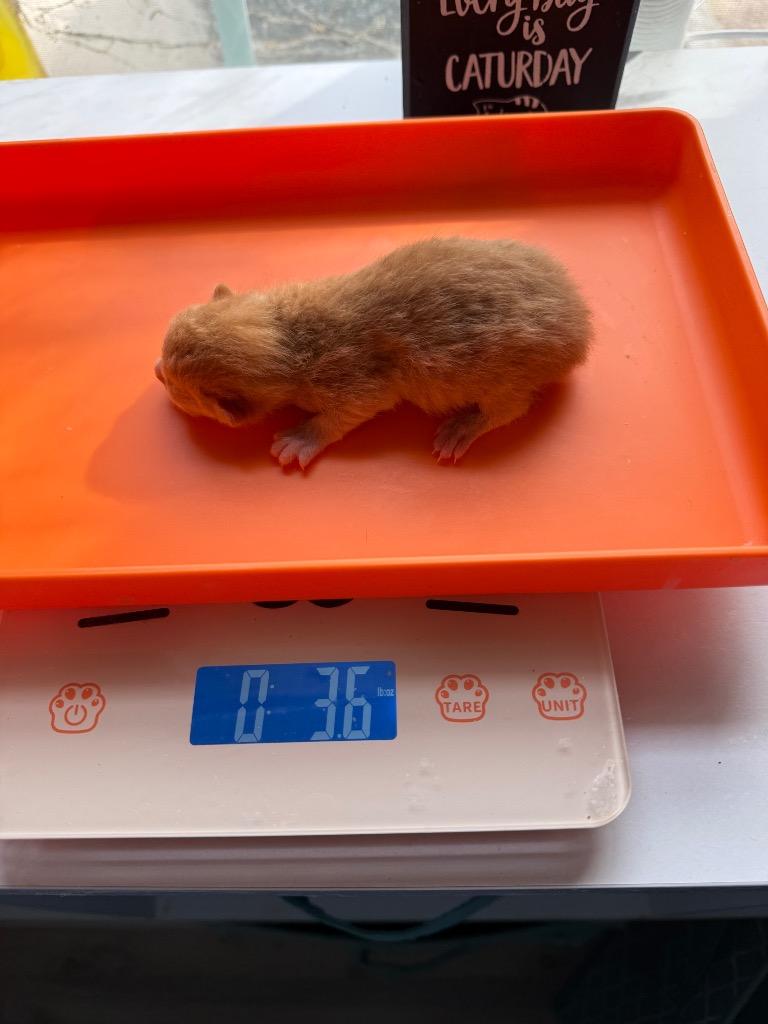 Enlarge *Catniss Everclean, a Adoptable mixed breed in Newnan, GA image 3/3