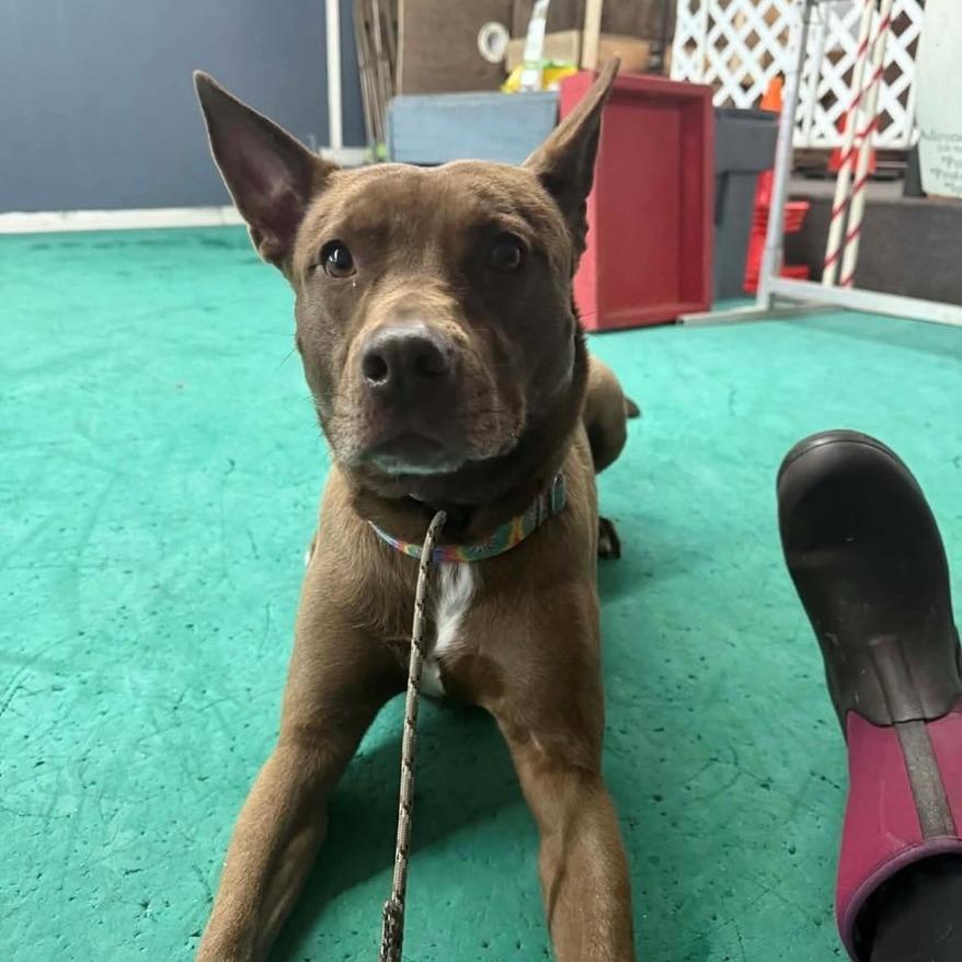Enlarge Breezy, a Adoptable mixed breed in Canastota, NY image 1/6