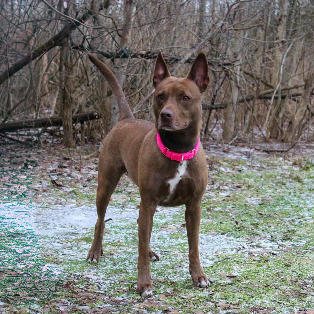 Enlarge Breezy, a Adoptable mixed breed in Canastota, NY image 2/6
