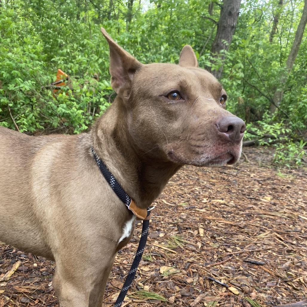 Enlarge Breezy, a Adoptable mixed breed in Canastota, NY image 3/6